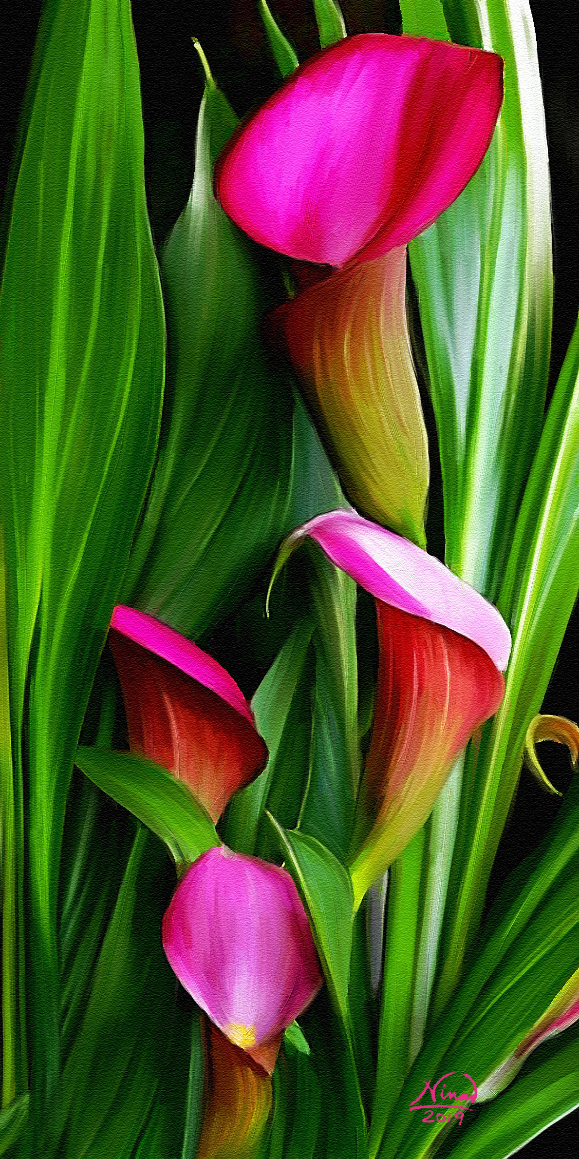 Pink tulip bulbs